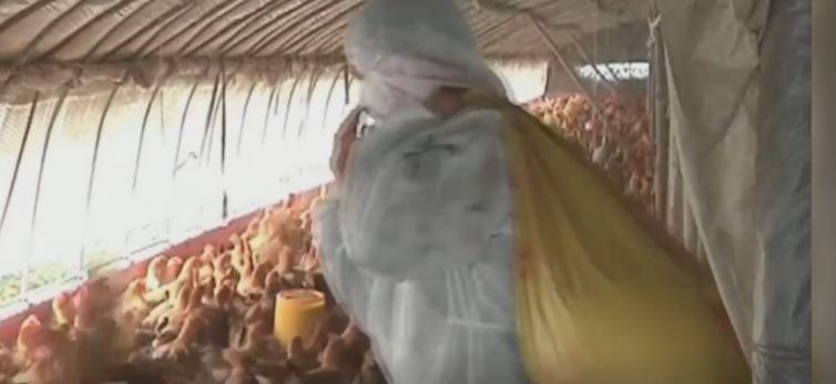 Bird flu outbreak in Cambodia raises concerns about human-to-human transmission