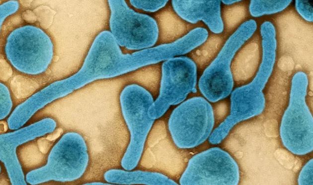 Equatorial Guinea confirms first Marburg virus disease outbreak