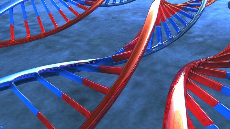 Genetic Analysis Links MicroRNAs to Diabetes in Humans