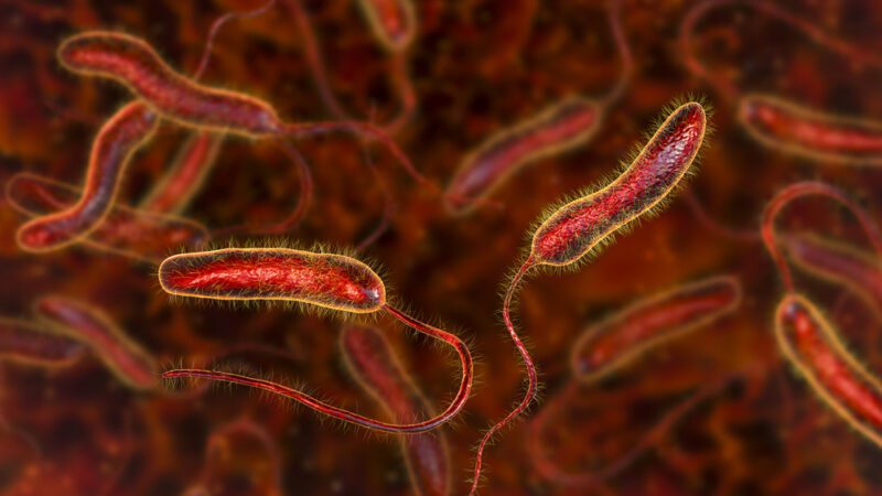 New analysis confirms world seeing an upsurge of cholera