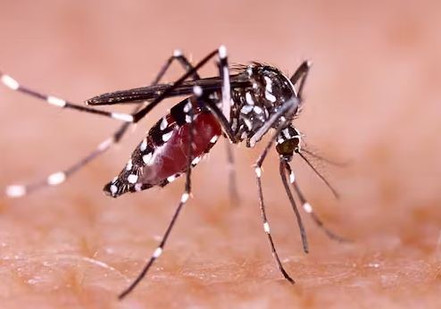 Dengue: why is this sometimes fatal disease increasing around the world?