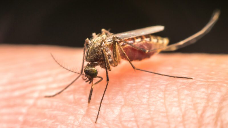 Mosquitoes can spread the flesh-eating Buruli ulcer. Here’s how you can protect yourself